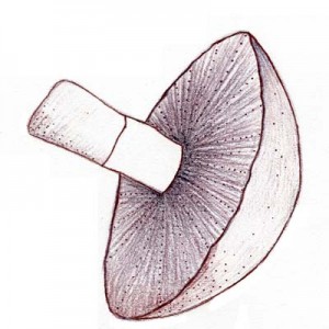 shroom